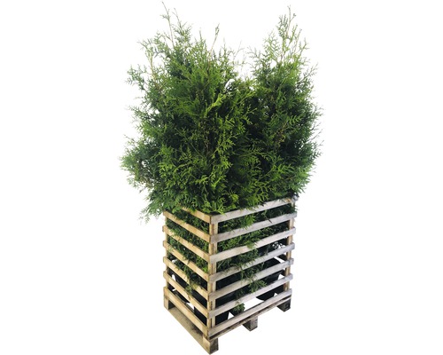 Arbre de vie FloraSelf Thuja occidentalis 'Brabant' H 150-175 cm Co 12 L (6 pcs) 1 demi-palette