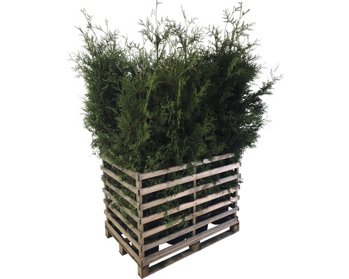 Arbre de vie FloraSelf Thuja occidentalis 'Brabant' H 150-175 cm en Co 12 L (12 pcs) 1 palette