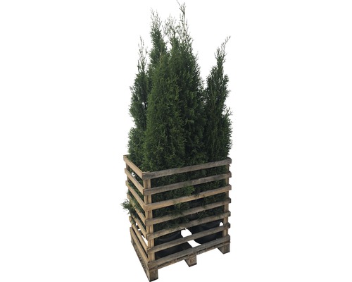 Arbre de vie FloraSelf Thuja occidentalis 'Smaragd' H 150-175 cm dans Co 12 L (6 pcs) 1 demi-palette