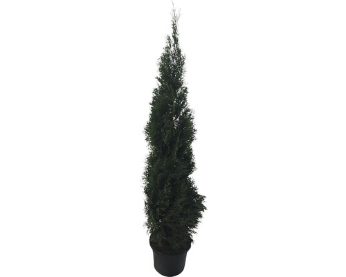 Cyprès colonnaire en pot pour le jardin