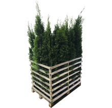 Mehrere Thuja-Pflanzen in einer Holzpalette
