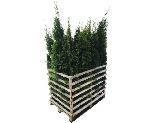 12 x Lebensbaum FloraSelf Thuja occidentalis 'Smaragd' H 150-175 cm im Co 12 L für ca. 6 m Hecke