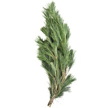 Branches de pin liées pour la décoration