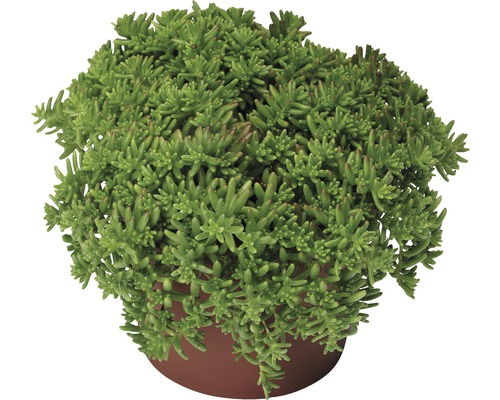 Grassette commune Sedum spurium FloraSelf® pot de 11 cm sélection aléatoire de variétés