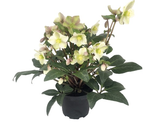 Rose de Noël FloraSelf Helleborus niger 'Winter Darling' h 25-35 cm Co 4 l Hellébore en pot