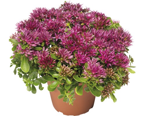 Orpin en pot avec des fleurs violettes