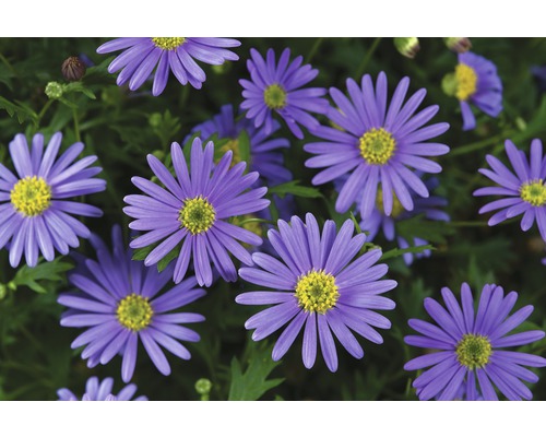 Gros plan sur des fleurs d''aster violettes dans le jardin.