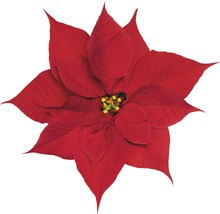 Roter Weihnachtsstern mit gelben Blüten