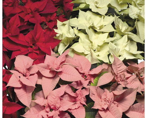 Poinsettias de différentes couleurs comme décoration