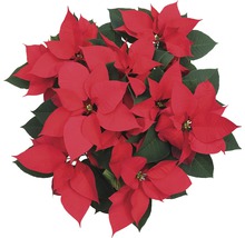 Weihnachtsstern mit roten Hochblättern und grünen Blättern