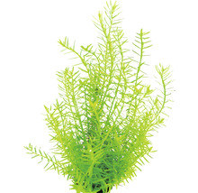 Rotala verte