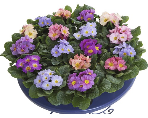 Primel-Arrangement in verschiedenen Farben auf blauem Tisch