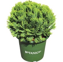 Cyprès de Lawson Botanico Chamaecyparis lawsoniana 'Minima Glauca' H 20-25 cm Co 3,7 l