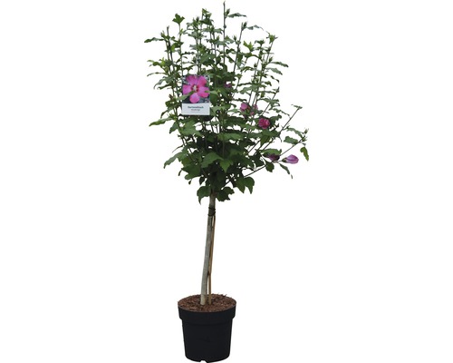 Arbuste d''hibiscus en pot avec des fleurs roses