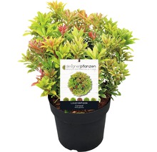 Lavendelheide FloraSElf Pieris japonica 'Carnaval' H 40-50 cm Co 6 L