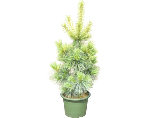 Japanische Mädchenkiefer im Topf