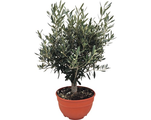 Olivier FloraSelf Olea europaea H 20-40 cm Ø 25 cm pot