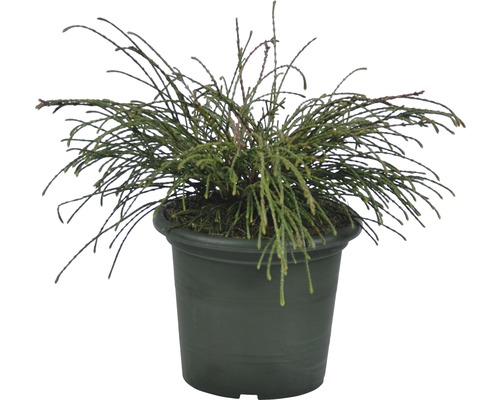 Grüne Zwergzypresse in einem Topf