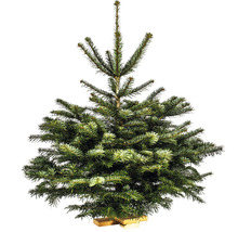 Sapin de Nordmann en pot