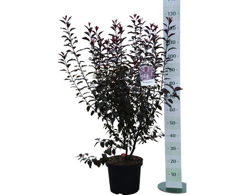 Blutpflaume im Topf mit Größenangabe