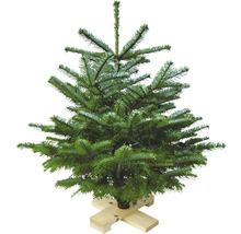 Petit sapin de Nordmann avec support en bois