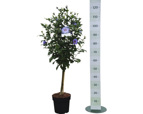 Arbuste d''hibiscus en pot avec une échelle de mesure pour indiquer la taille.