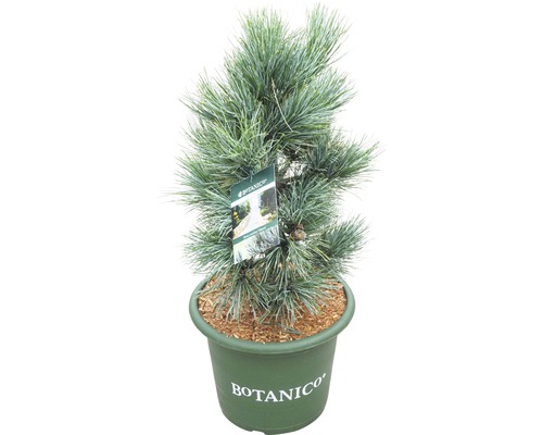 Botanico Zwergkiefer im Topf