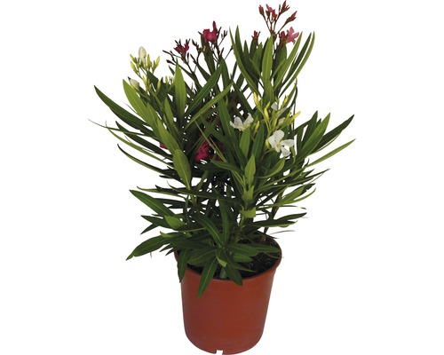 Oleander Tricolor FloraSelf® 30-40 cm rosa-rot-bordeaux