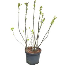 Plant de lilas en pot avec de jeunes feuilles