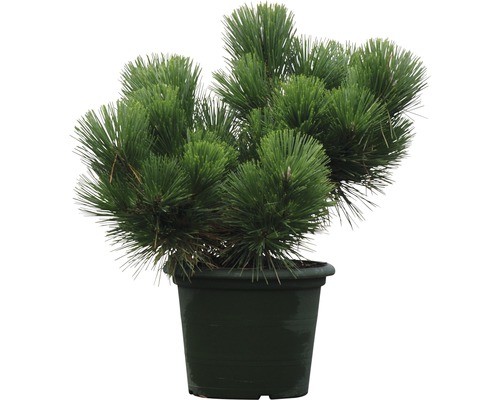 Kiefer im Topf für den Garten