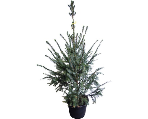 Épicéa bleu en pot