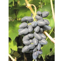 Pied de vigne ROBUSTAREBE® Philipp moyen, 90-120 cm bleu foncé