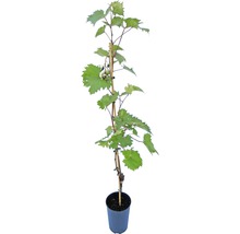 Pied de vigne ROBUSTAREBE® Philipp moyen, 90-120 cm bleu foncé