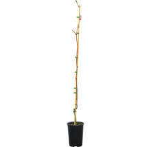 Pied de vigne ROBUSTAREBE® Philipp moyen, 90-120 cm bleu foncé