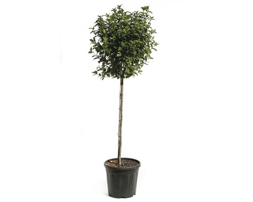 Viorne tin demi-tige FloraSelf Viburnum tinus hauteur de tige 80 cm Co 12 l Laurier dans un pot