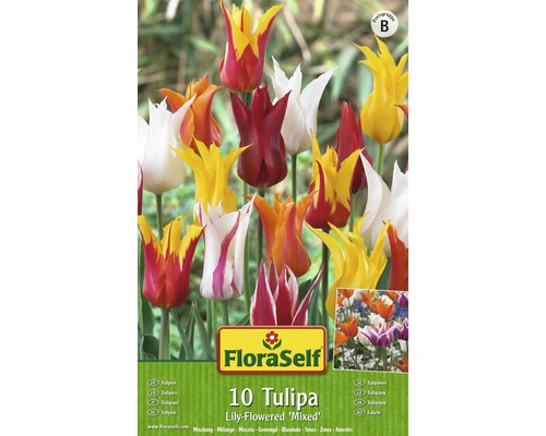 Paquet de 10 tulipes variées à fleurs de lis