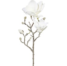 Branche de magnolia avec fleurs et boutons