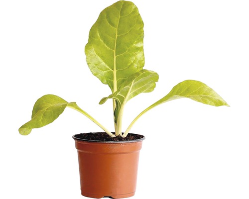 Blettes bio H 5-10cm pot 9 cm Blettes bio H 5-10cm pot 9 cm