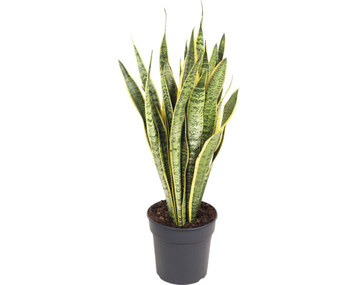 Bogenhanf FloraSelf Sansevieria trifasciata 'Laurentii' H 80-90 cm Ø 24 cm Topf-0