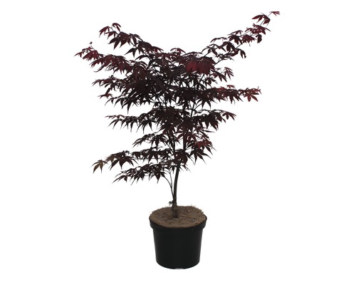 Érable palmé 'Acer palmatum Bloodgood' Co 4 40-50 cm