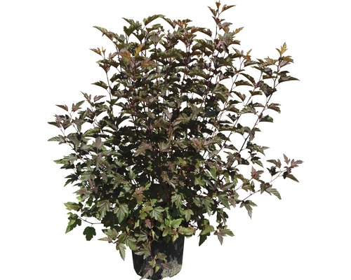 Physocarpus-Strauch im Topf