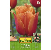 FloraSelf 7 Tulipa Crispa Lambada bulbe de fleur
