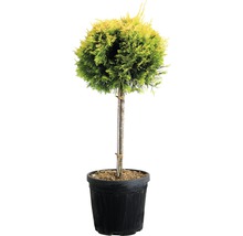 Thuya en boule en pot