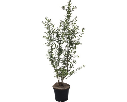 Gemeiner Liguster 'Ligustrum vulgare Atrovirens' Co 5 H 80-100 cm