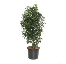 Ficus plante d''intérieur en pot