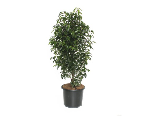 Ficus plante d''intérieur en pot