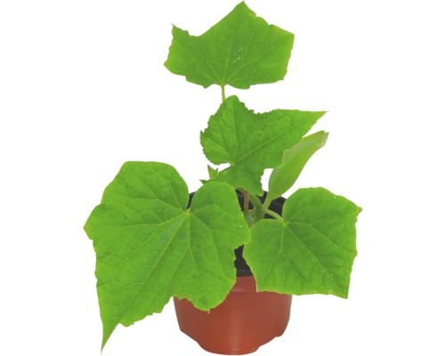 Concombres ennoblis bio H 10-15cm pot de 10,5 cm