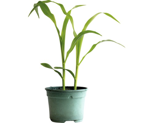Maïs doux bio H 10-15 cm pot de 9 cm