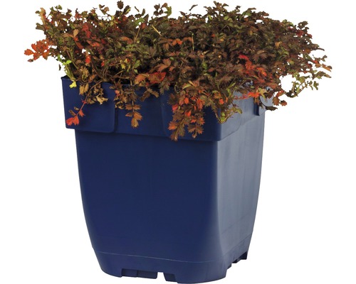 Blut-Fingerstrauch im blauen Pflanztopf