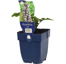 Acanthus mollis en pot